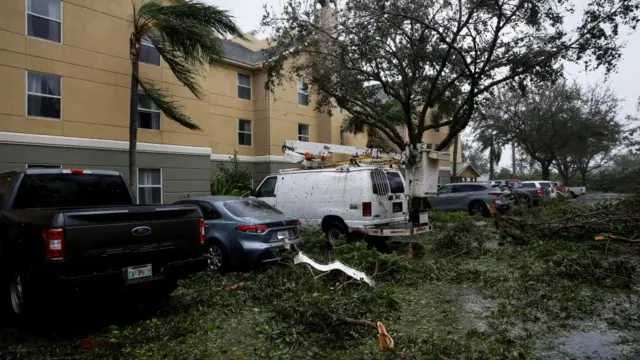 Vegetation in a parking lot from trees