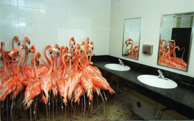 flamingos in a bathroom