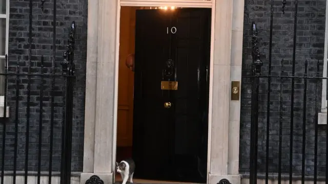 A cat leaving No 10 Downing Street