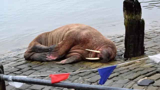 The wandering walrus has delighted locals and tourists after appearing in a Yorkshire seaside town. The marine mammal arrived in Scarborough on Friday night and has drawn huge crowds to the harbour.