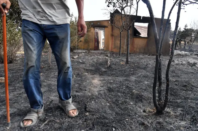 Forest fires in Algeria