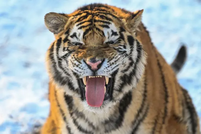 A tiger