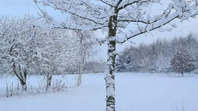 A tree covered in snow