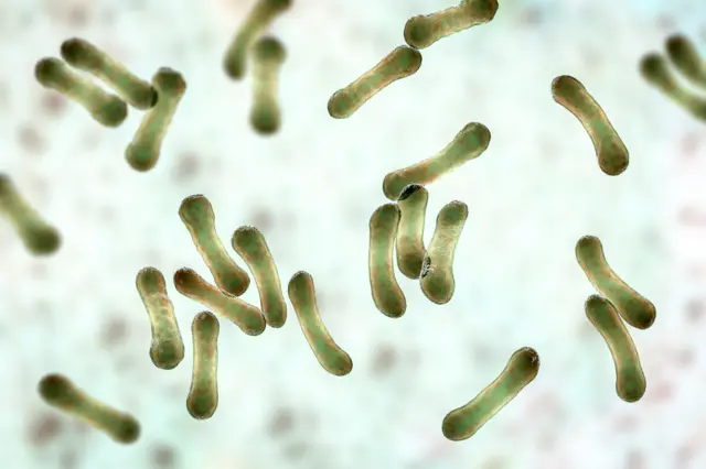 Corynebacterium diphtheriae, illustration. C. diphtheriae is a Gram-positive rod-shaped bacterium which is transmitted by respiratory droplets and causes the disease diphtheria