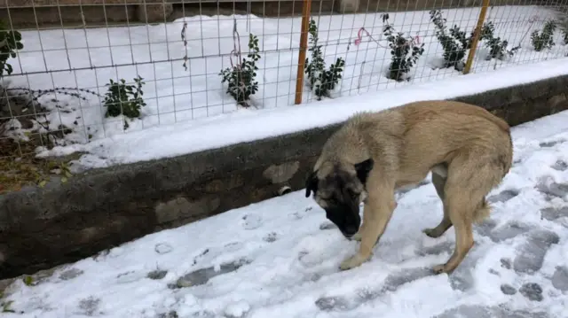 Snow in Kabul