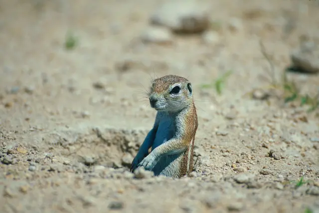 A ground squirrel standing in a hole.