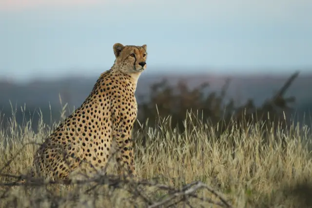 A cheetah looks out over plains at the Mashatu game reserve on July 24, 2010