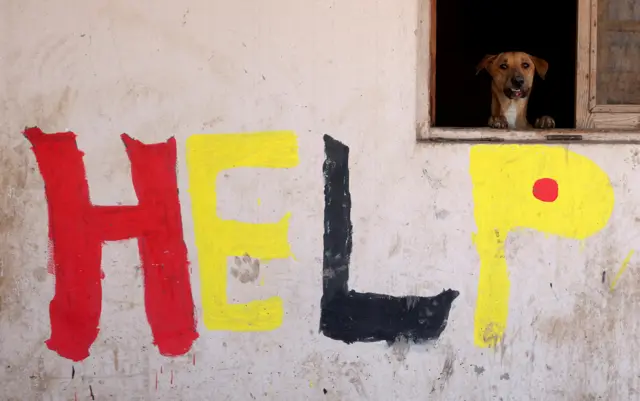 A dog in an animal shelter in Egypt.