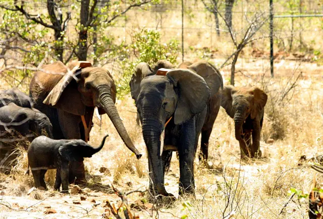 A Mozambican elephant (3rd ) puts out its trunk to greet one of the seven new elephants coming from South Africa 04 October 2001.