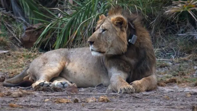 A lion in Kajiado, Kenya