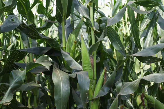 A maize crop variety is seen growing at a demonstration plot during The Nakuru Agricultural Show in Kenya