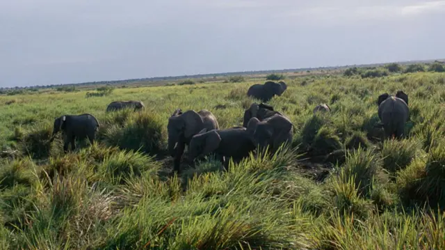 A herd of elephants in Virunga National Park, DR Congo