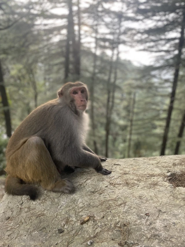 Monkey