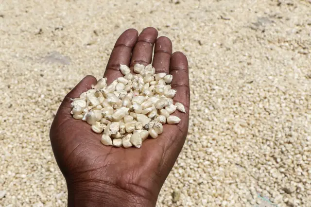 A hand holds sun-dried corn kernels