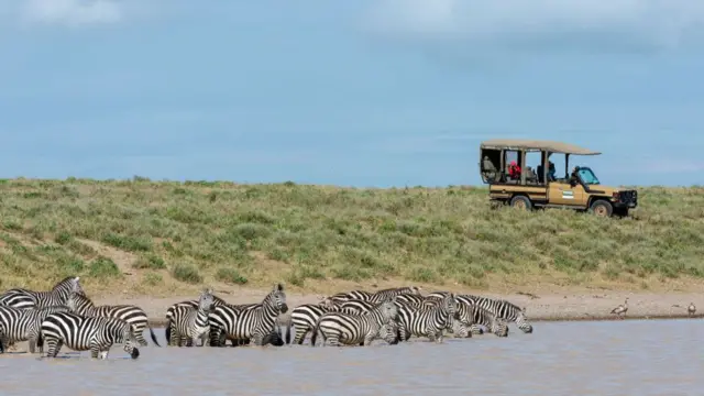 Plains zebras (Equus quagga), Ndutu, Ngorongoro Conservation Area, Serengeti, Tanzania