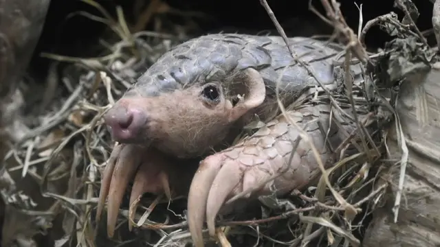 Image of a pangolin