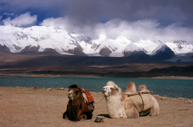 Two camels in front of the Karakoram mountain range