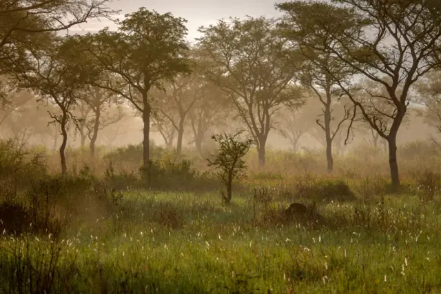 Morning mist in Queen Elizabeth National Park on August 28, 2018 in Uganda.