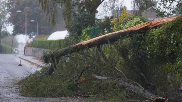 A fallen tree in Brechin