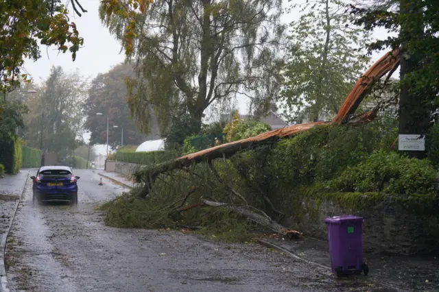 A tree down in Brechin