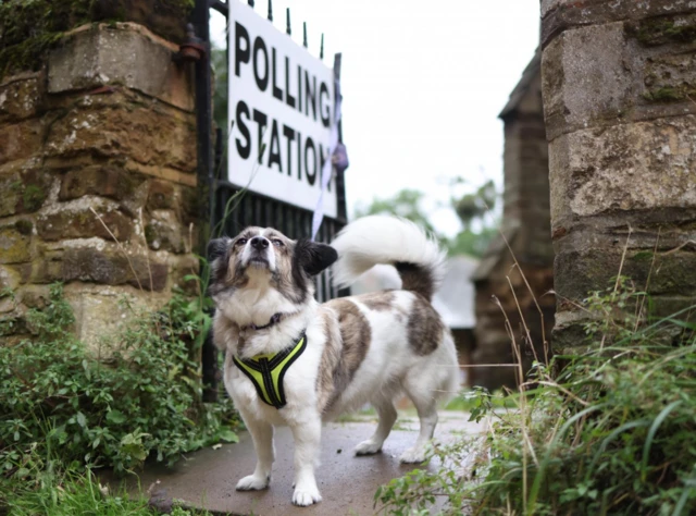 A good dog waits while their owner votes in the Tamworth in Staffordshire by-election