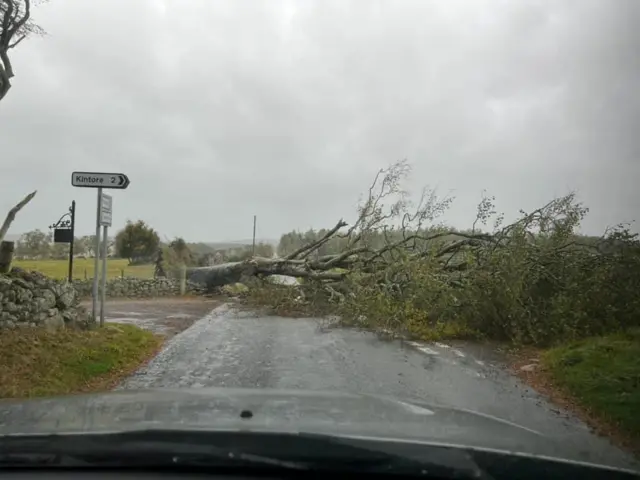 Fallen tree on Balbithan Road (B977) near to the Kintore turn off