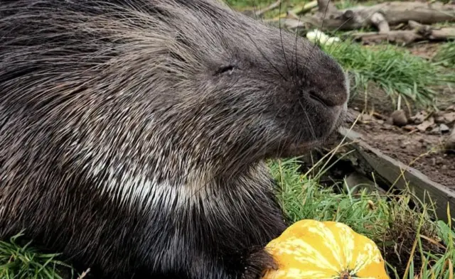 Animal at fife zoo