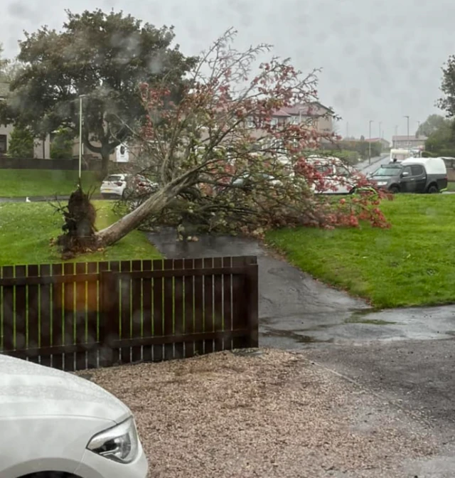 tree down in Dundee