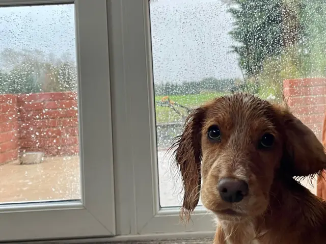 Dog and a windoe