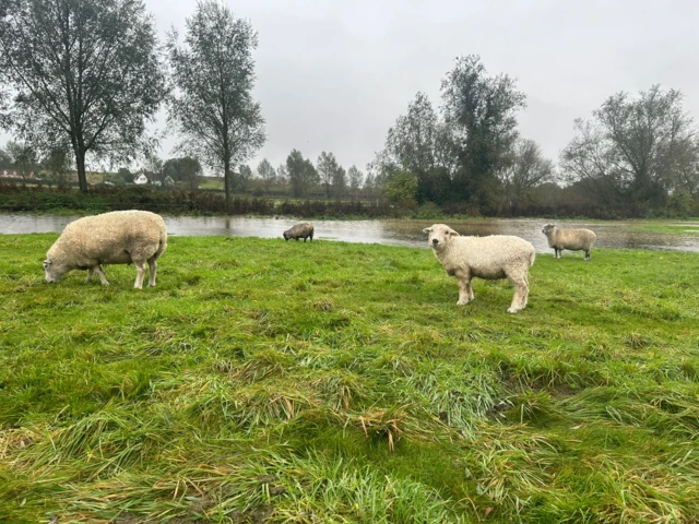 Sheep moved to higher ground