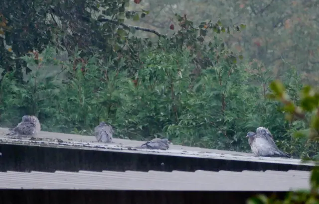 Wet birds on a shed