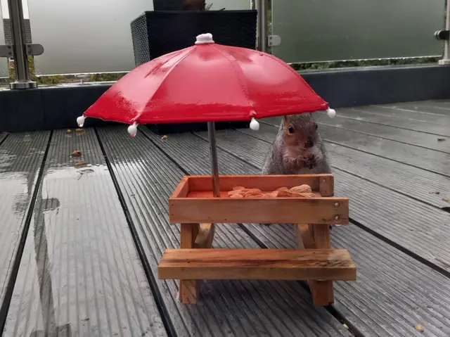 Squirrel under an umbrella