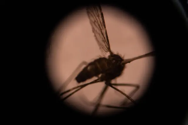 A mosquito seen through a microscope in the entomology laboratory at the National Centre for research and training on malaria (CNRFP) in Burkina Faso.