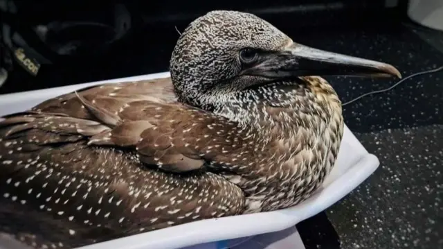 Northern gannet