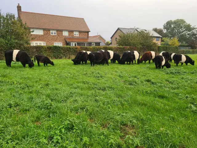 Cows grazing on a meadow