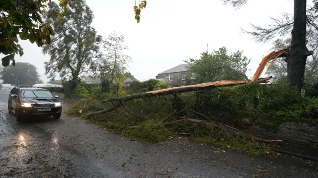 tree fallen