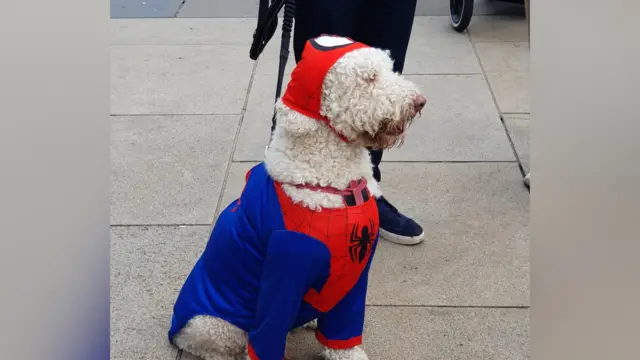 A dog in a spiderman costume