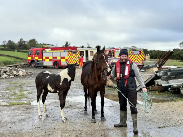 Horses rescued in Camlough