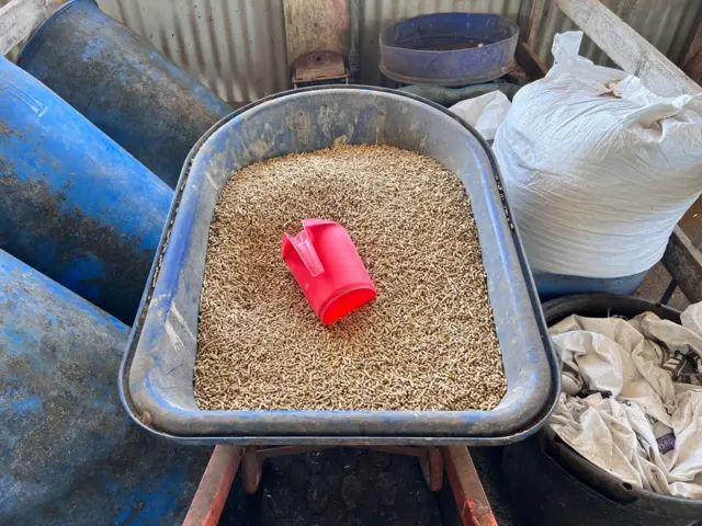 Cow feed grain in wheelbarrow