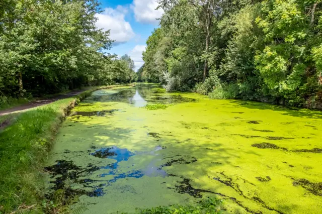 Blue-green algae