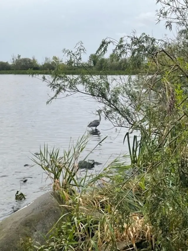 Heron just visible behind foliage