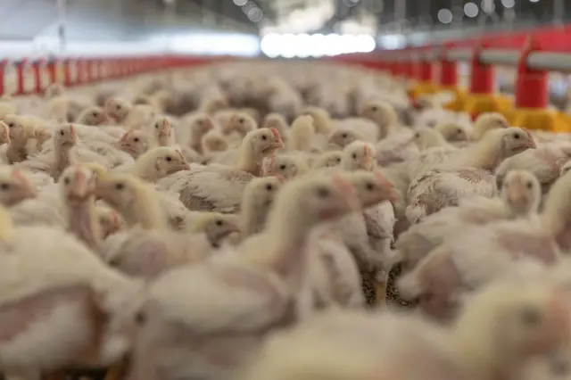 Broilers stand inside a barn at the Frangipani Boerdery farm near Lichtenburg on January 23, 2023.