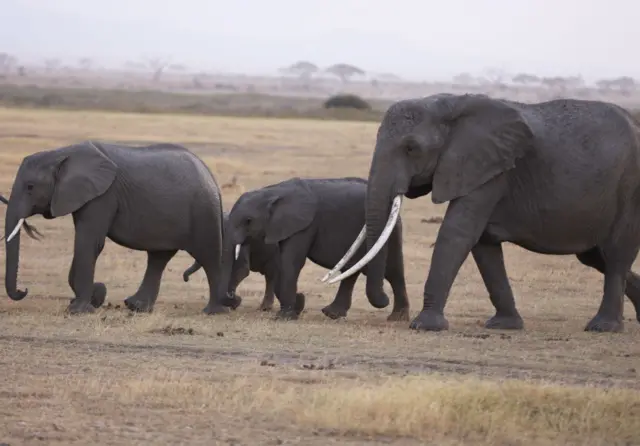 A herd of elephants