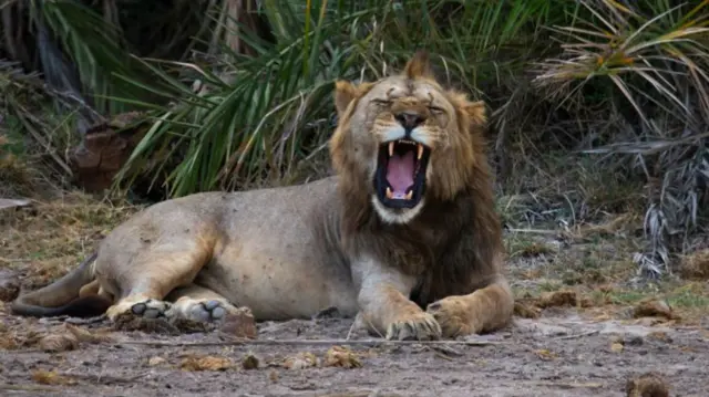 Lion roaring, Kajiado County, Amboseli, Kenya on November 19, 2021 in Amboseli, Kenya.