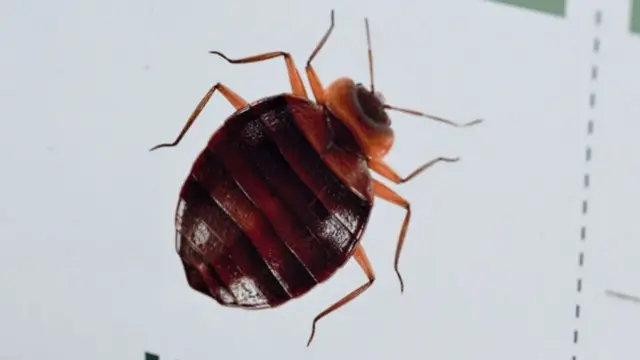 This photograph taken on October 3, 2023 shows an image of a bedbug on display at the Hygiene Premium, pest control shop, in Paris.