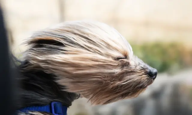 Yorkie with wind in its hair