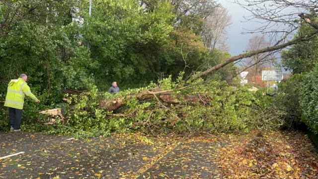 Newcastle tree