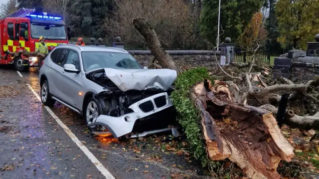 A car in a tree