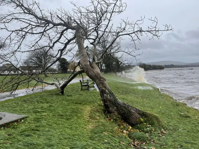 tree in Garrison