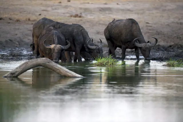 African buffalos drink water on November 16, 2012 at Hwange National Park in Zimbabwe.